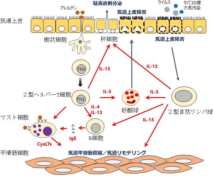 好酸球、抗体療法